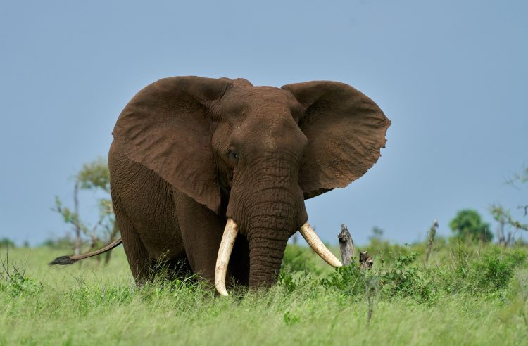 Elephant close