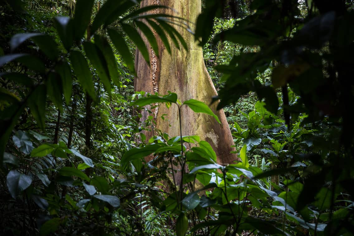 La Selva Research Station Organization For Tropical Studies