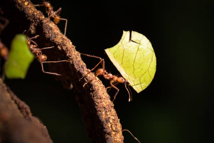 Leaf-cutter ants at La Selva.