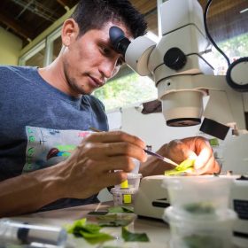 In a La Selva lab, Reyder Mesen feeds captive beetles and measures the impact of an increase in temperature on larval growth rates.