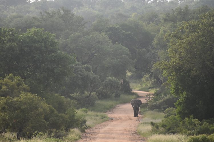 Jessica Rehmann Elephant on road distance