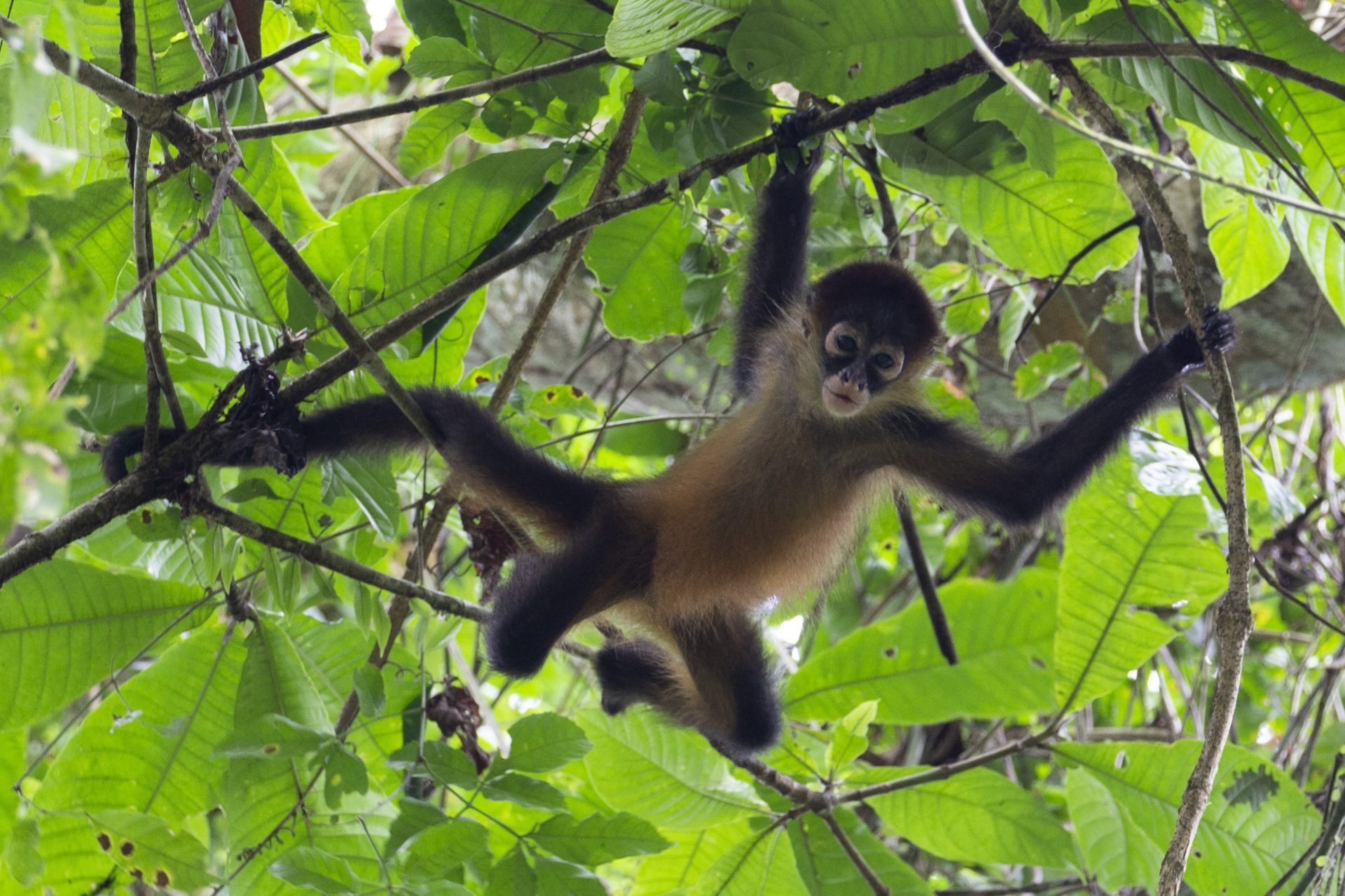 Spiders of Costa Rica - Tropical Ecology