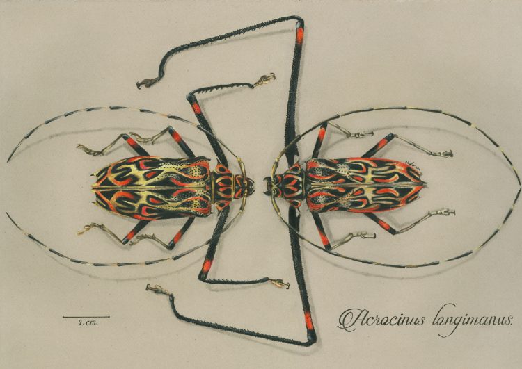 Acrocinus longimanus