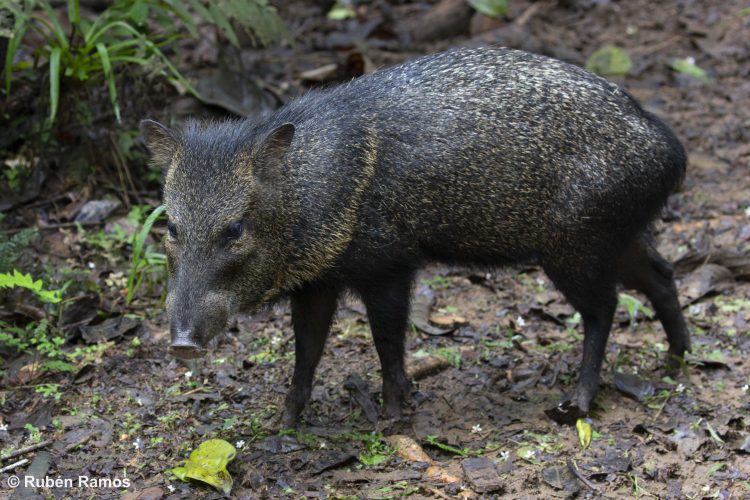 Peccary by Rubén Ramos