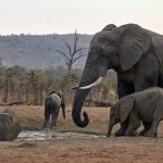 Rebecca_2 by Laurence Kruger