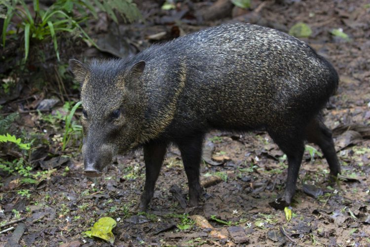 collared peccaries saino 01