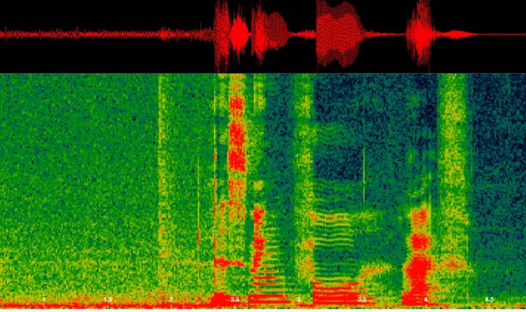 bioacoustics_f1