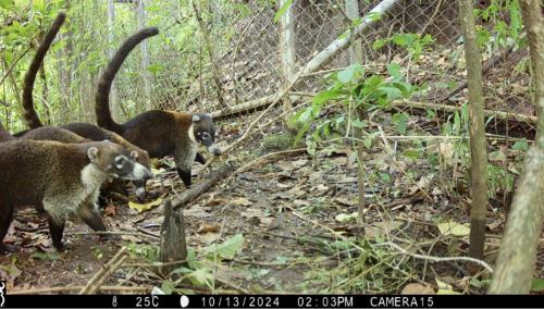 Our secret Wild neighbors
